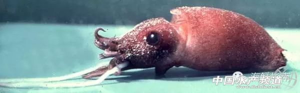 你会区分章鱼鱿鱼墨鱼和乌贼吗,八爪鱼章鱼鱿鱼墨鱼乌贼的区别