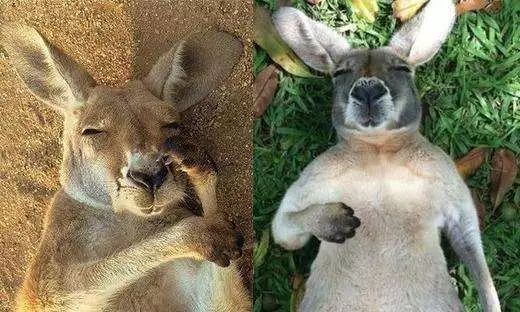 神奇动物巡展,昌吉环宇邻里中心