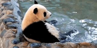 熊猫萌啦,熊猫萌化