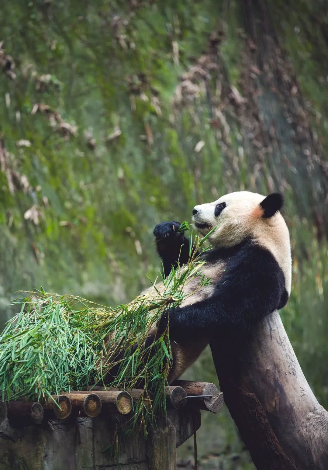 熊猫萌啦,熊猫萌化