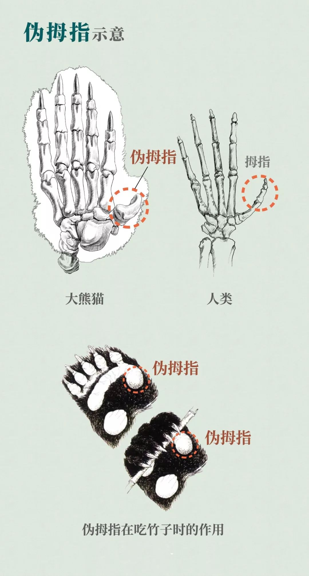 你才可爱你全家都可爱出处,你才可爱你全家都可爱怎么回