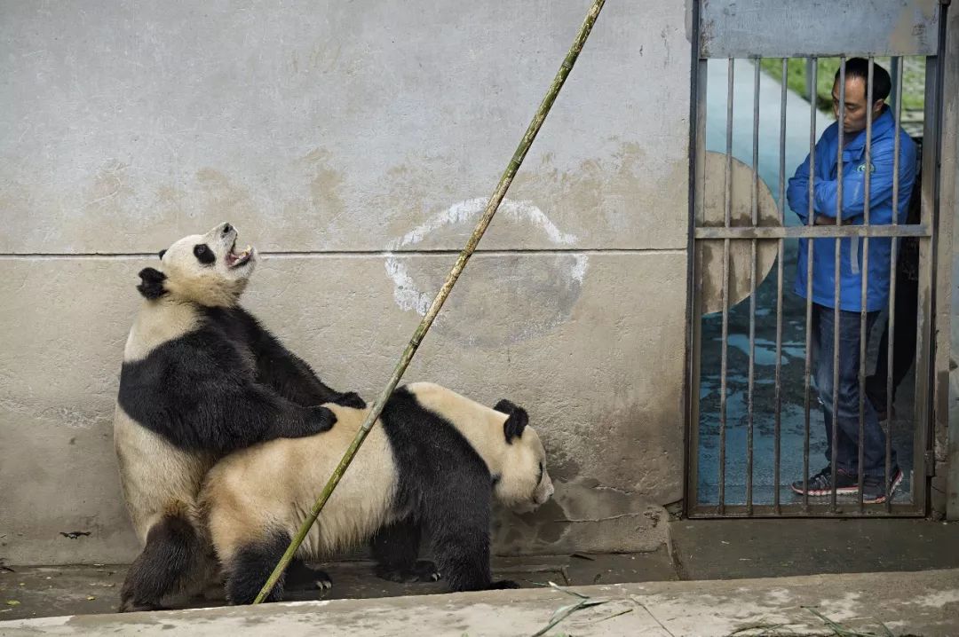 熊猫萌啦,熊猫萌