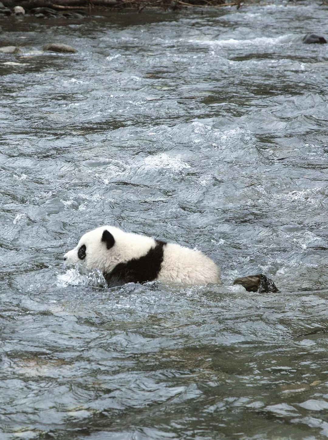 你才可爱你全家都可爱出处,你才可爱你全家都可爱怎么回