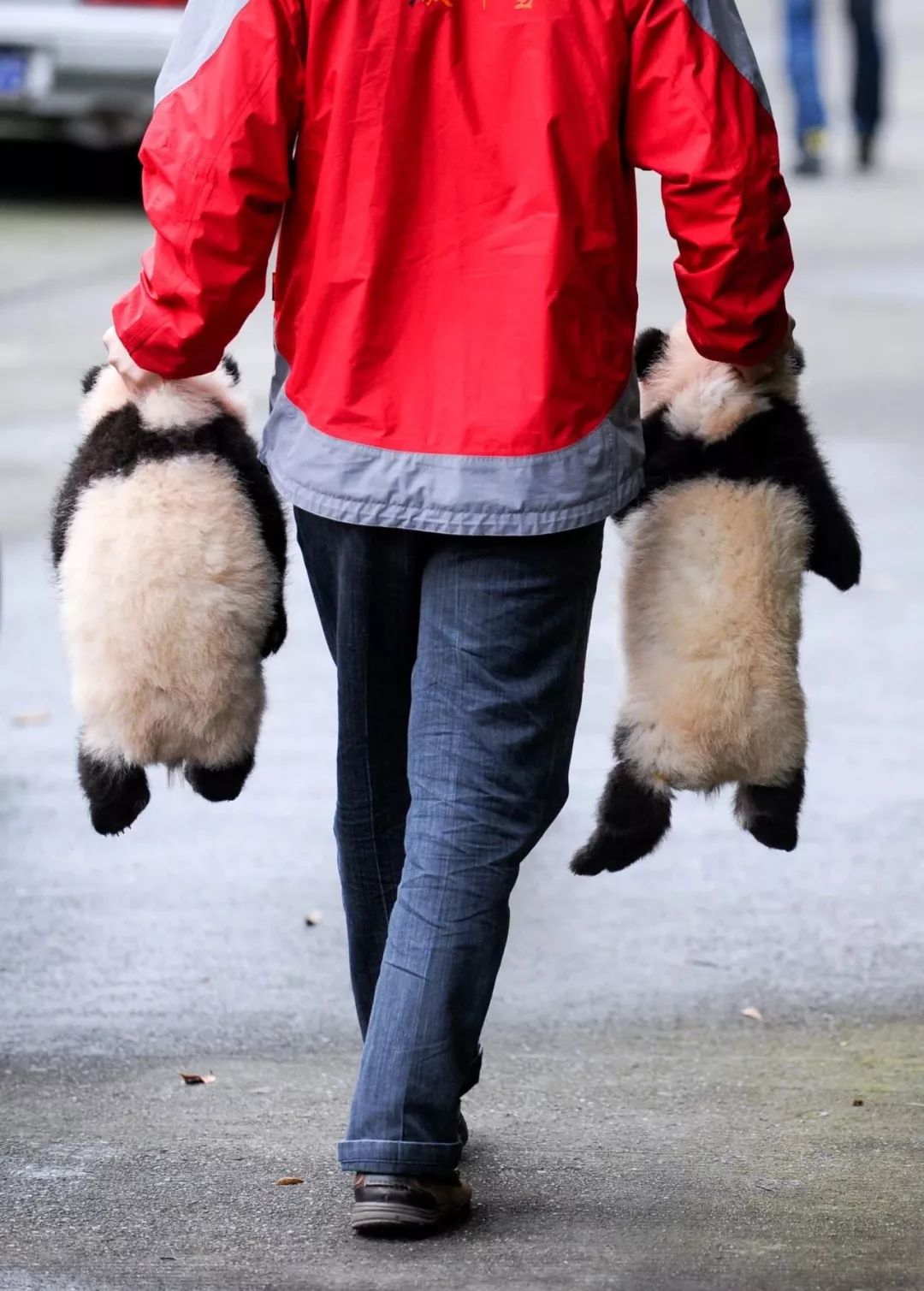 熊猫萌啦,熊猫萌