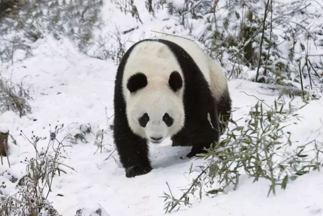 【荐读】熊猫:萌啥子哟,我是要雄起!