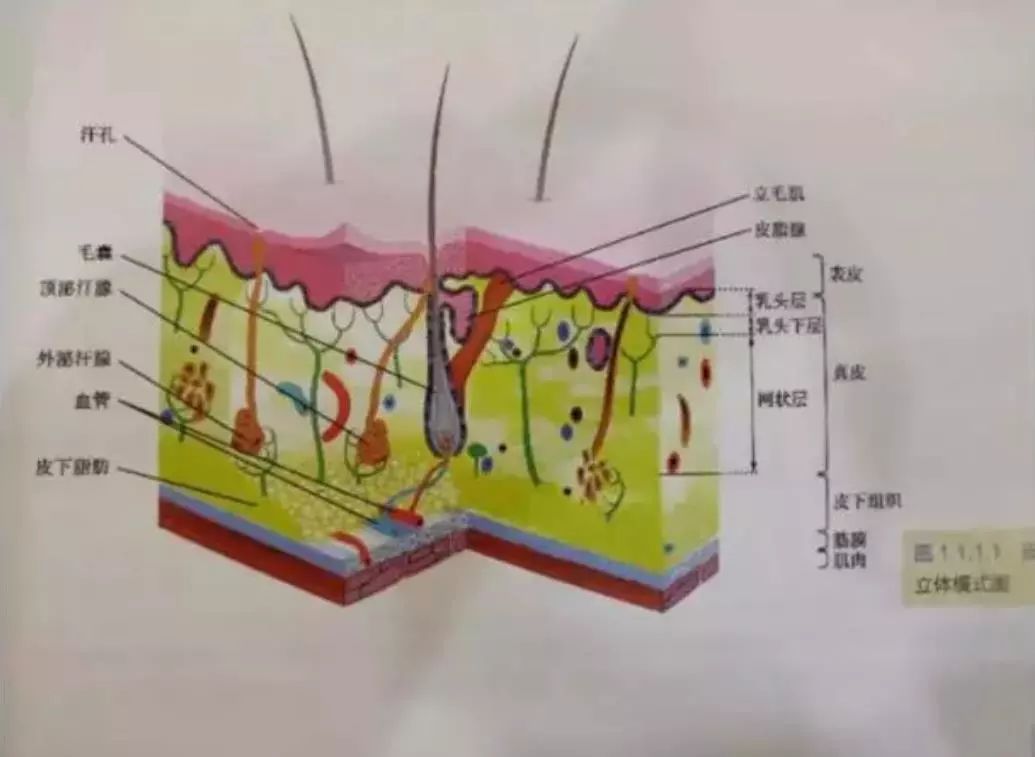 这个夏天变美小技巧,夏天怎么变得越来越美