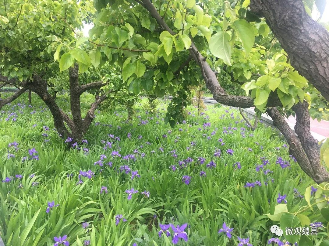 魏县水木清颜美容工作室,邯郸魏县创城规划