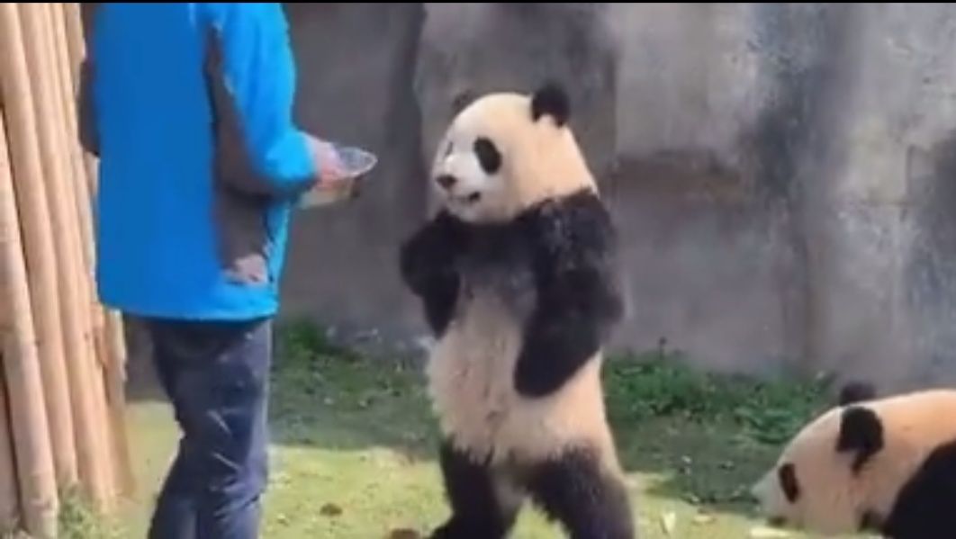 上海野生动物园游览攻略,上海野生动物园的旅游路线示意图