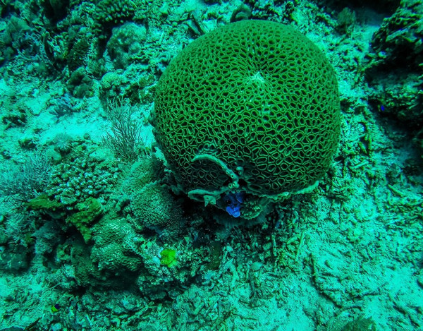 巴厘岛潜水之旅,巴厘岛潜水风景图