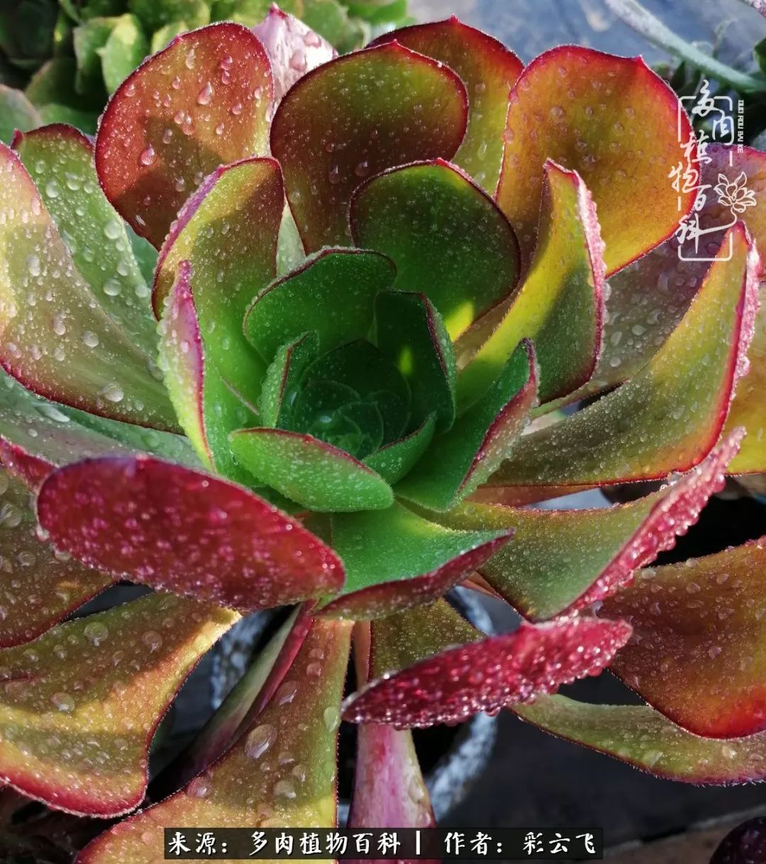 爱春天,爱阳光,爱法师!让我们一起跳法师坑吧!