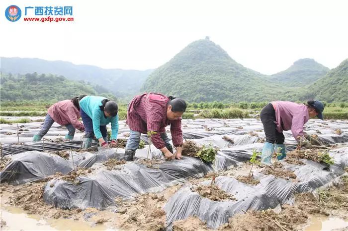 桂字号特色产品宣传语,桂字号产品