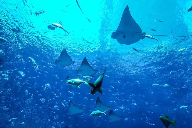 三亚旅游攻略三亚亲子游玩,暑假带孩子自驾三亚攻略