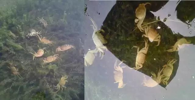 螃蟹怎么治病,养殖螃蟹生病怎么治疗