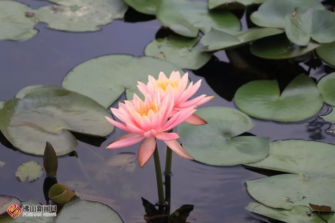 佛山亲子游好去处免门票花海,佛山儿童公园游玩攻略