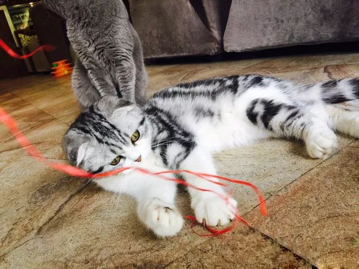 来成都享受美景美食，顺便挼（ruá）个猫可好？