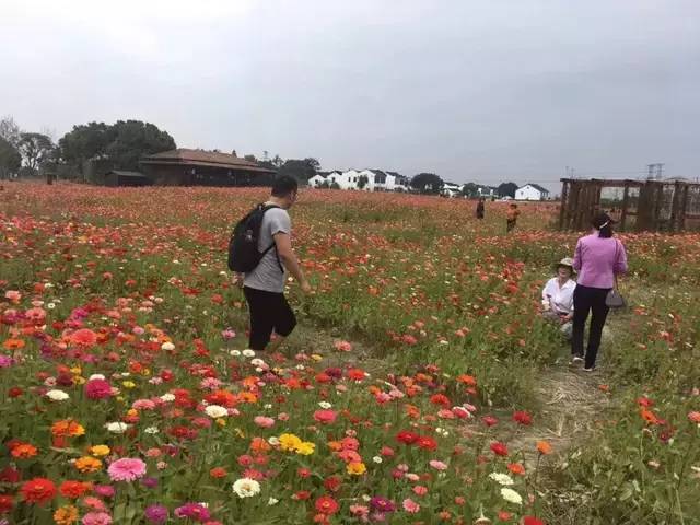 已爆满！刚刚湖州这个景区发出紧急通知，请前往周边游玩