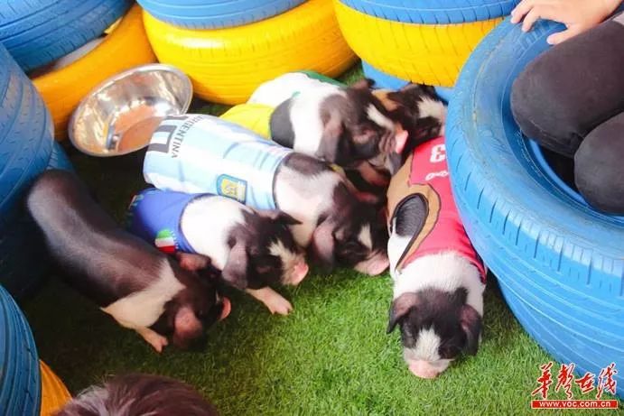 8大主题活动等你来赢,十大活动主题