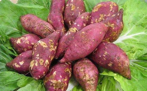 红薯几月种植最好又结红薯多,用红薯秧种植红薯