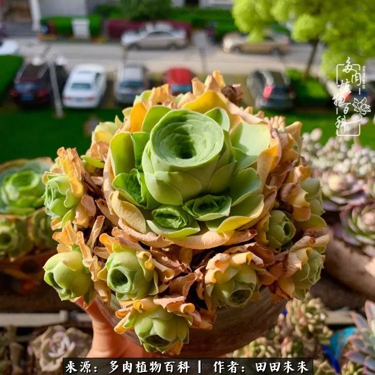 玫小青,7月份了山地玫瑰该怎么养