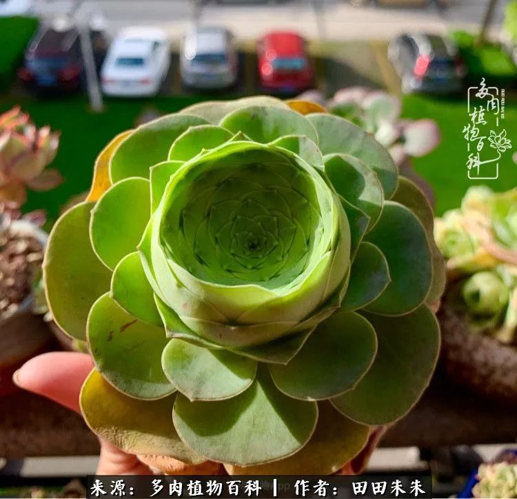 山地玫瑰爆侧芽要怎样养护,适合新手养的山地玫瑰