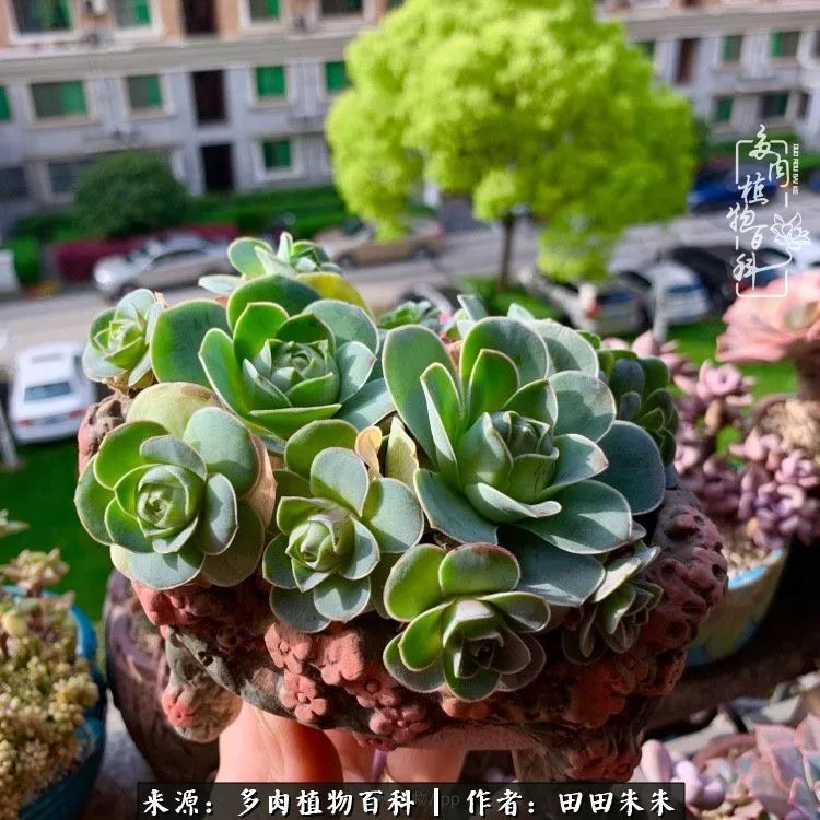 玫小青,7月份了山地玫瑰该怎么养