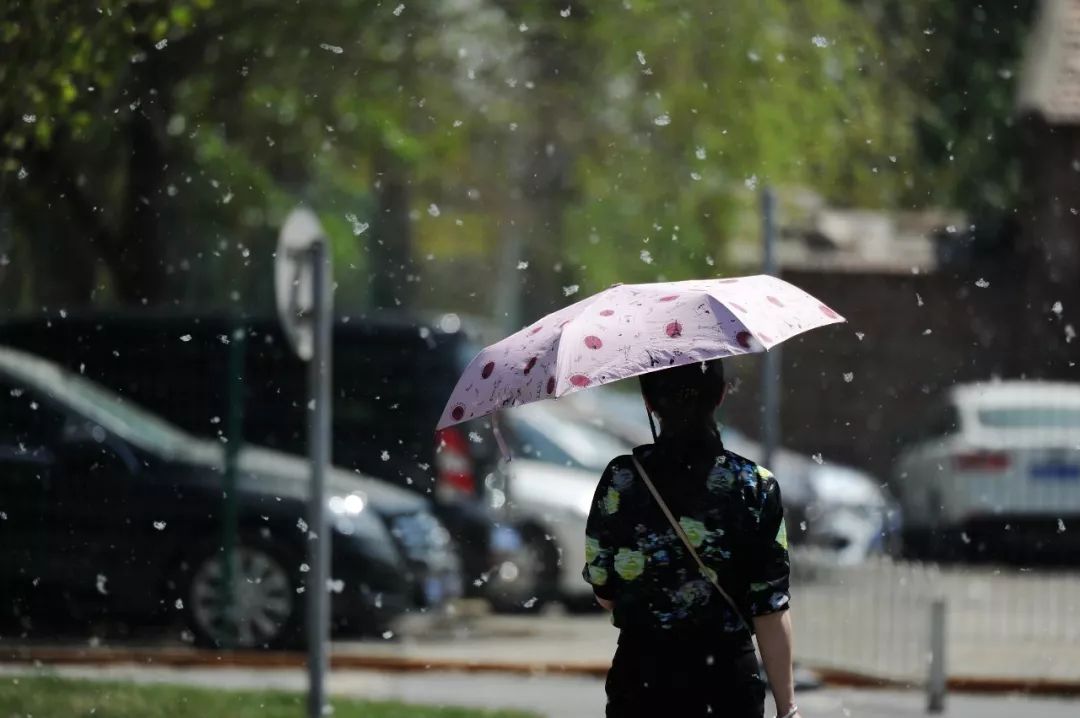又到了每年的飞絮季节,又到了一年一度的飞絮季