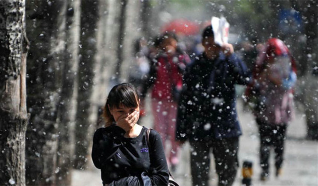 对柳絮过敏戴口罩管用吗,柳絮过敏眼肿用什么药