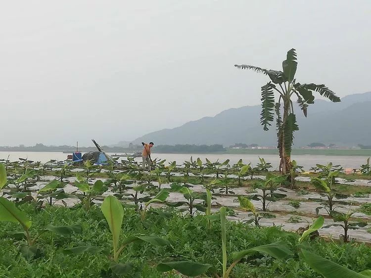 肇庆砚洲岛游记,肇庆自驾一日游砚洲岛