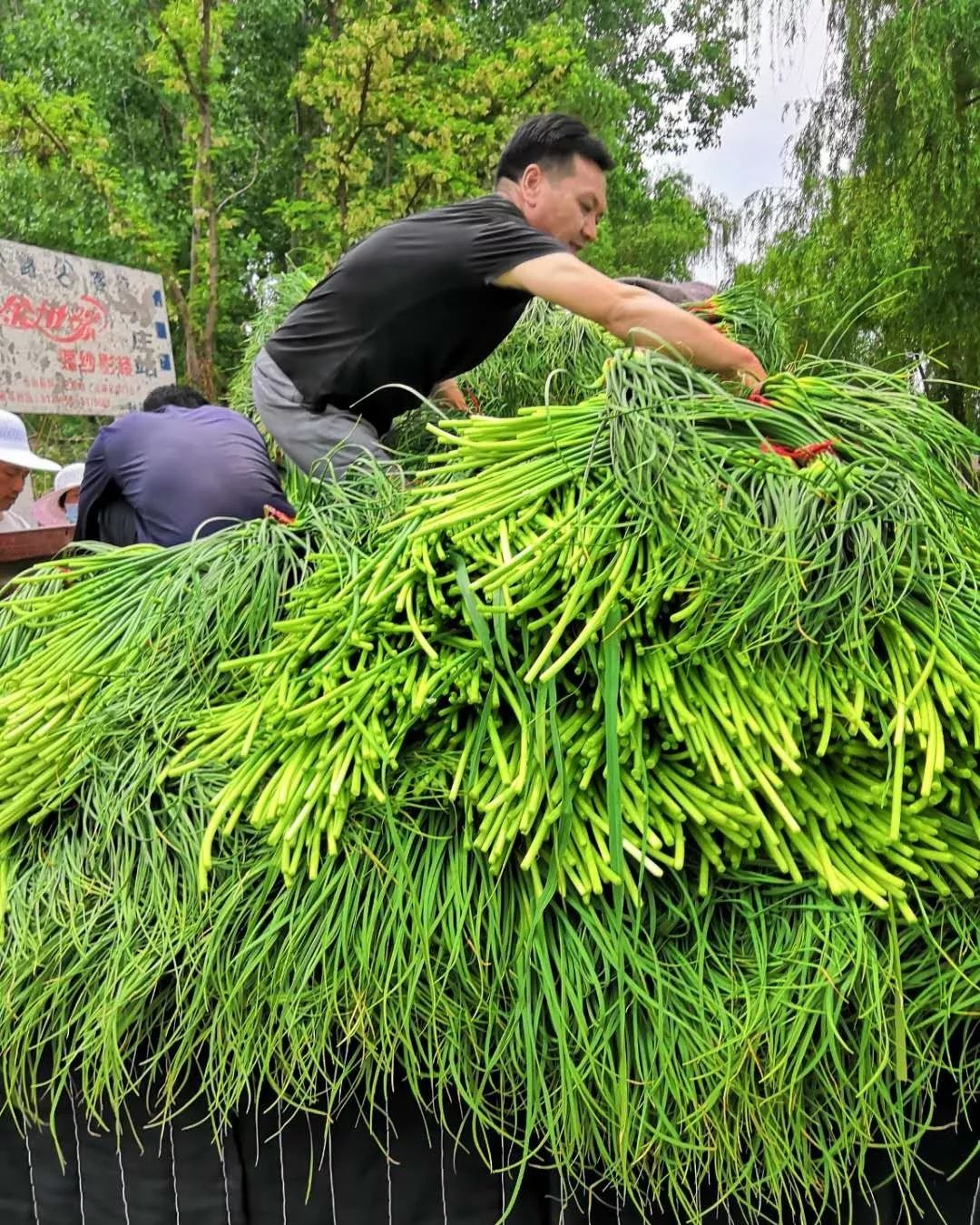 苍山蒜薹上市,2023年山东苍山蒜薹最新价格