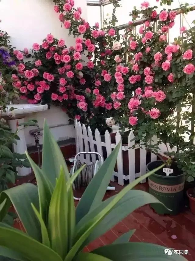 露台如何打造月季花墙,月季花墙图片大全欣赏