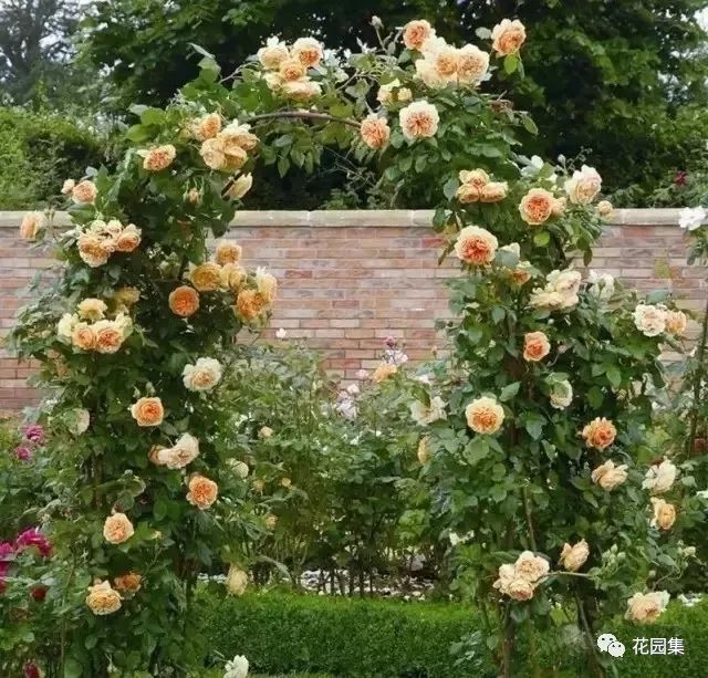 露台如何打造月季花墙,月季花墙图片大全欣赏