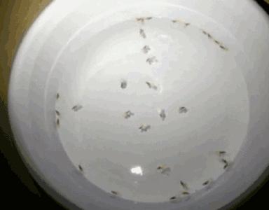 广东下雨后出现的虫子,广东雨后常见的虫子