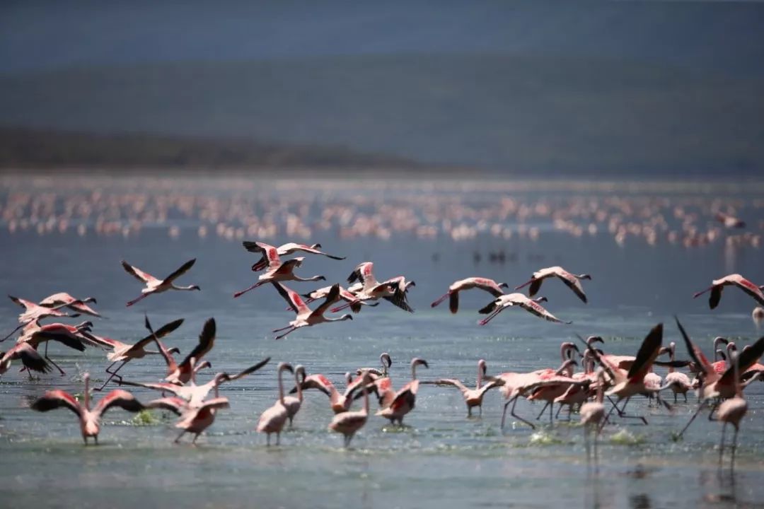 伴随着狂野奢华，用不一样的视角打开动物天堂