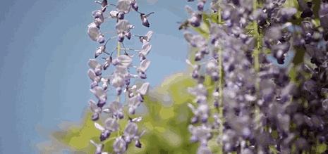 闈掑矝缁濈編鐎戝竷,闈掑矝绱壊鐎戝竷