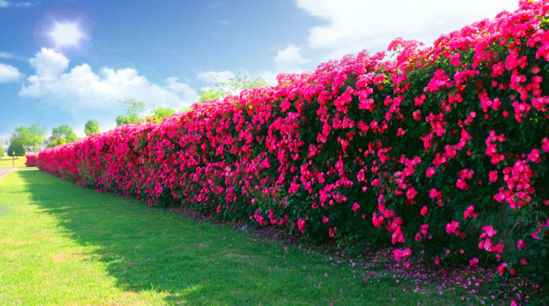 辰山植物园值得去的地方,上海辰山植物园最值得看的