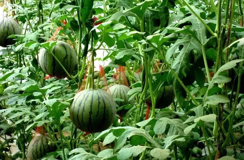 洛阳樱桃桑葚采摘最佳地点,洛阳樱桃桑葚采摘园