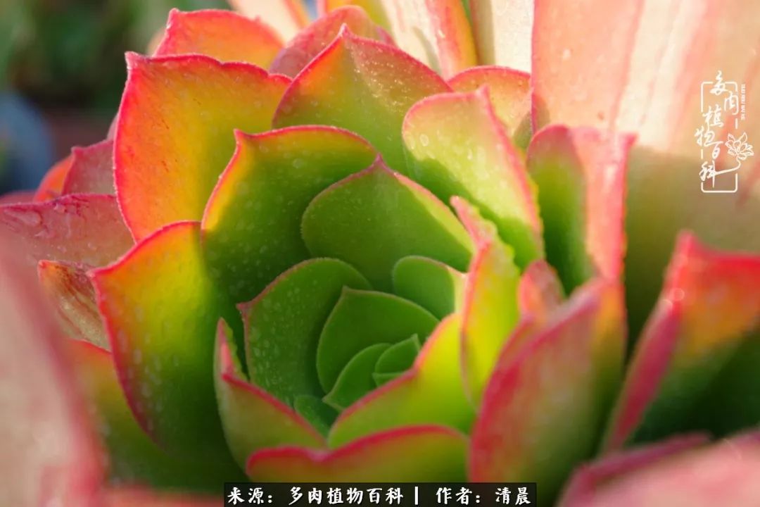 记录多肉开花的美好时光,清晨的多肉图片大全