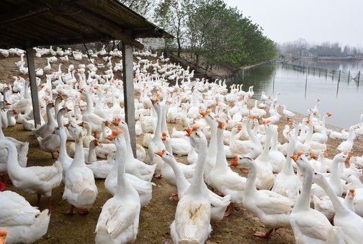 养鹅技术和方法,养鹅技术与技巧