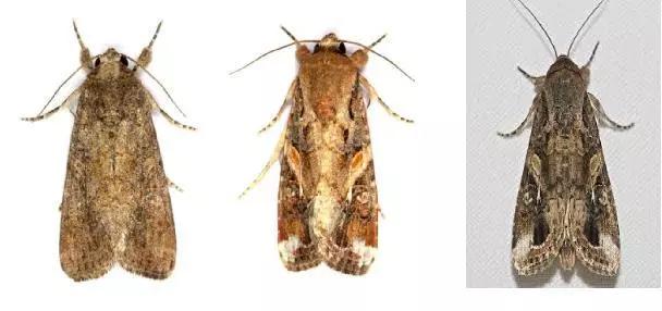 草地贪夜蛾预测及防控技术,草地贪夜蛾爆发期