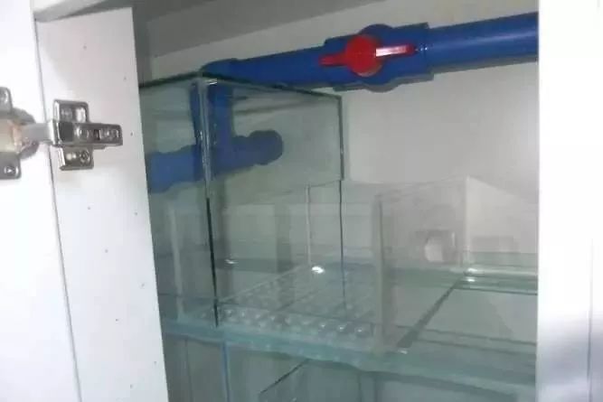 1.5米生态缸的用料及造景,1.2米的缸适合做什么缸