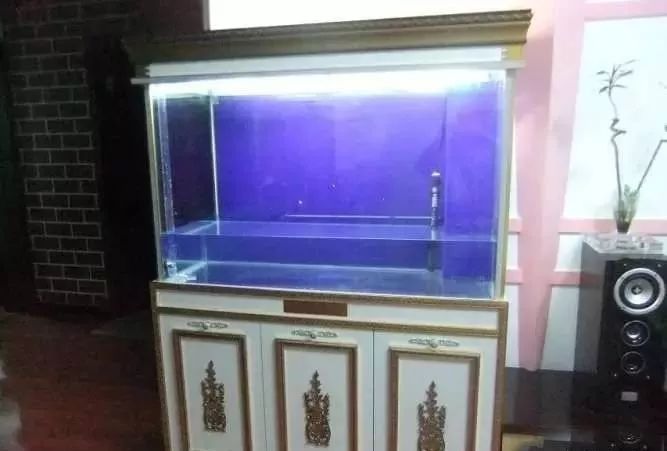 1.5米生态缸的用料及造景,1.2米的缸适合做什么缸