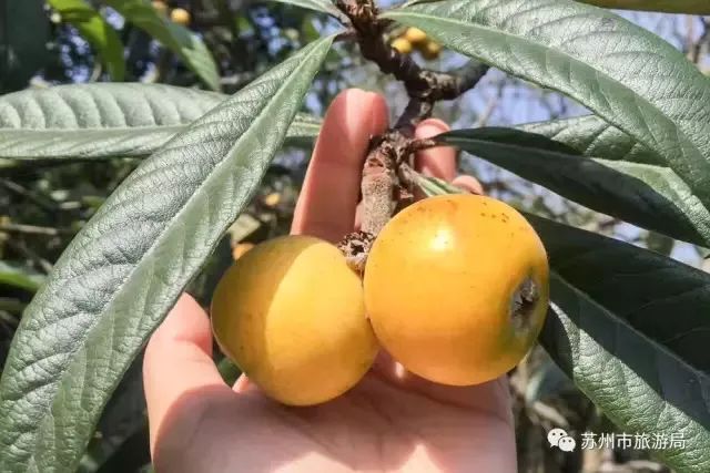 东山枇杷价格最新行情,东山枇杷今日价格