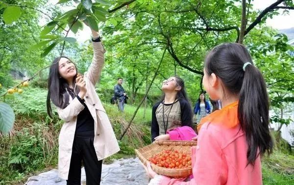 西安樱桃采摘全攻略,西安樱桃采摘时间表