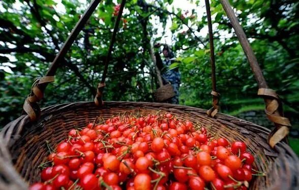 西安樱桃采摘全攻略,西安樱桃采摘时间表