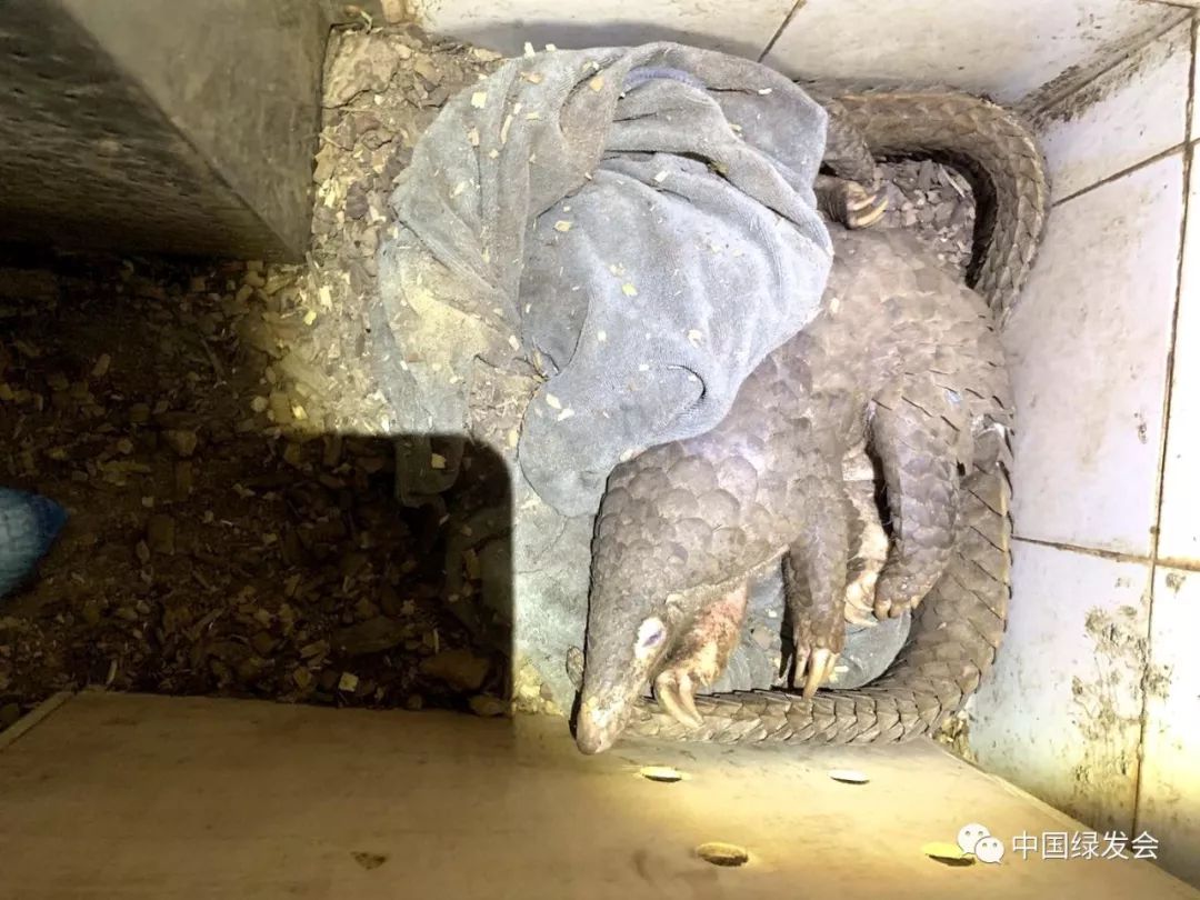 蜱虫黑虫,蜱虫天敌红蚂蚁