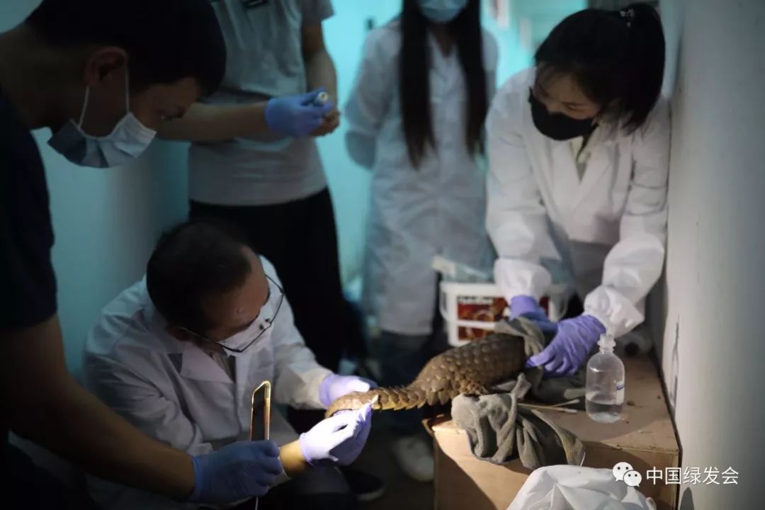 蜱虫黑虫,蜱虫天敌红蚂蚁