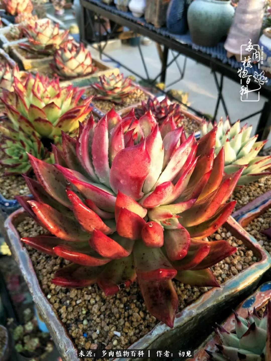 从开始养多肉就对多肉疯狂热爱,多肉美肉控养方法