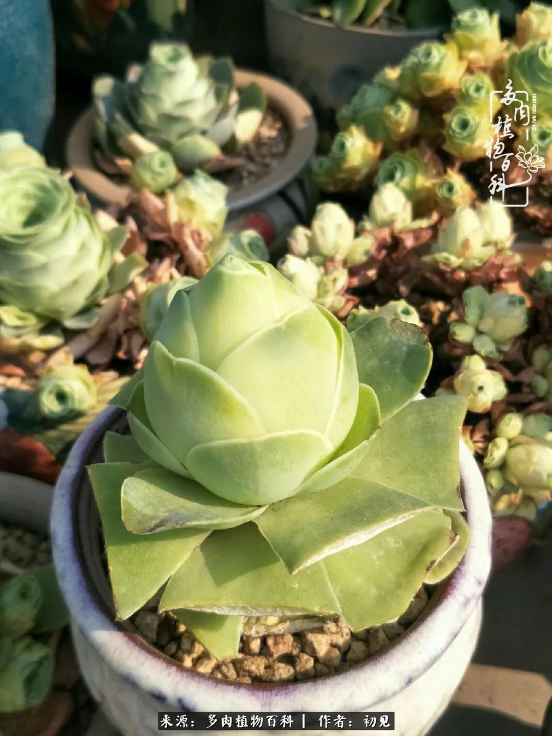 从开始养多肉就对多肉疯狂热爱,多肉美肉控养方法