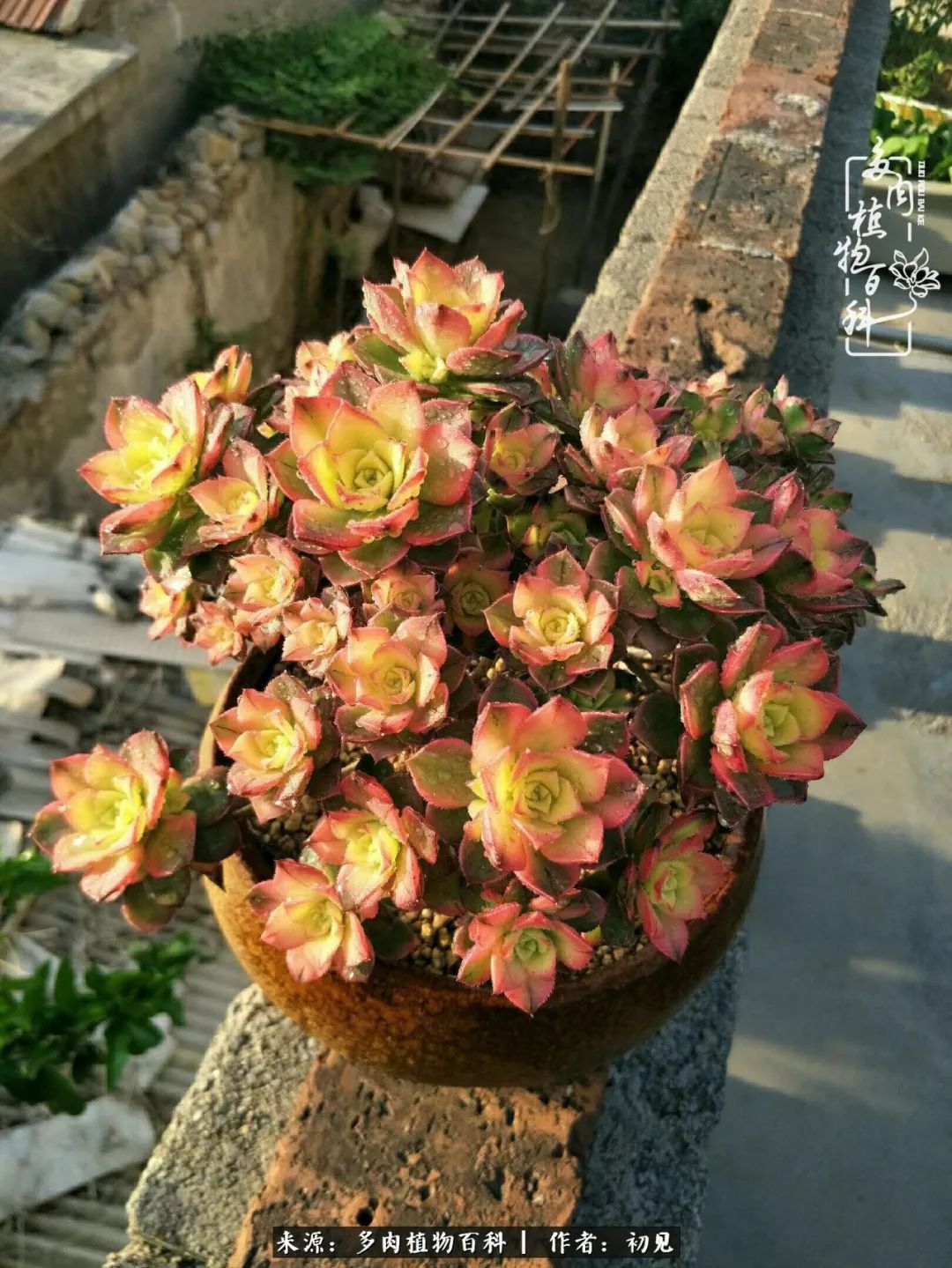 从开始养多肉就对多肉疯狂热爱,多肉美肉控养方法