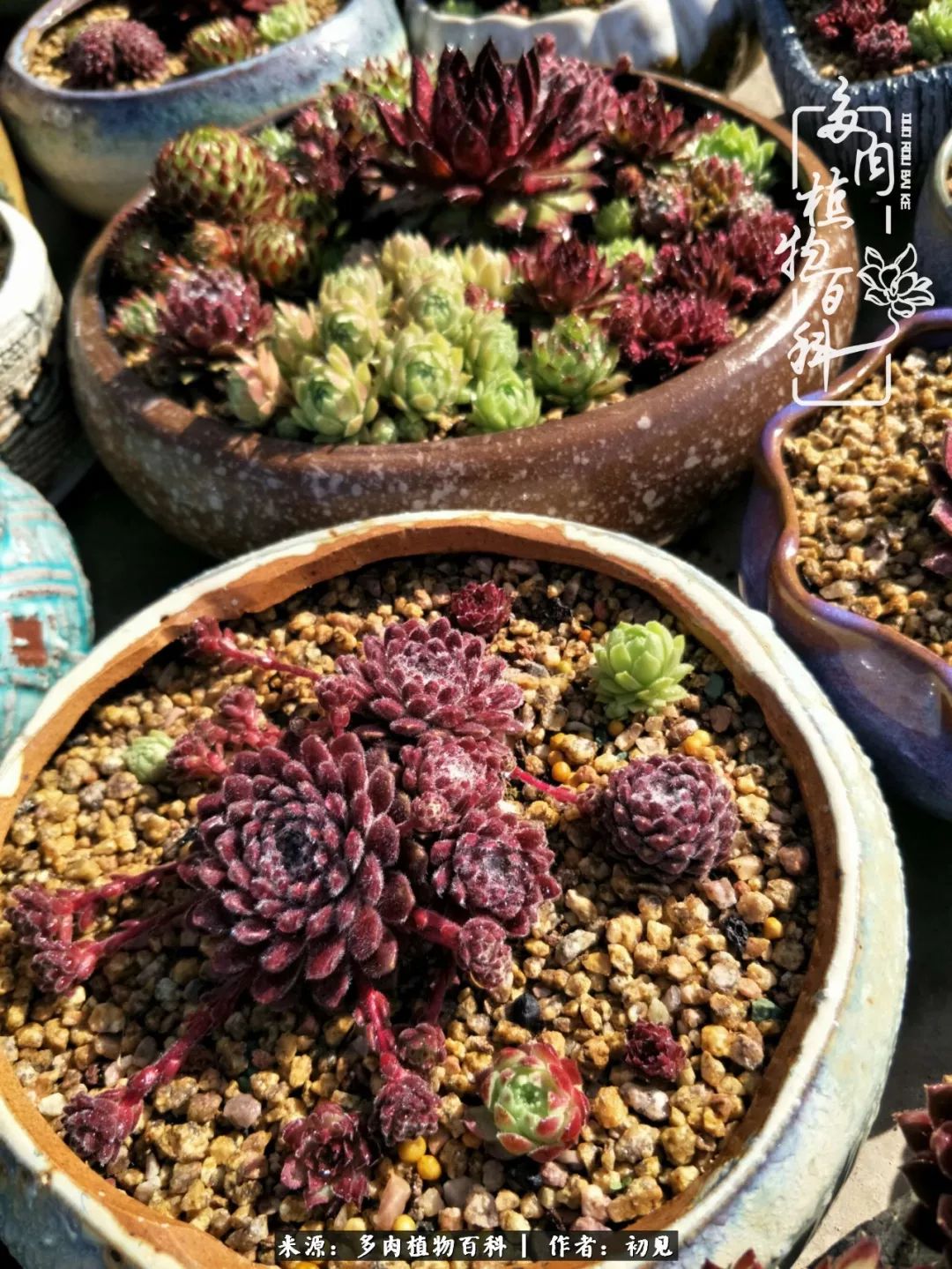 从开始养多肉就对多肉疯狂热爱,多肉美肉控养方法